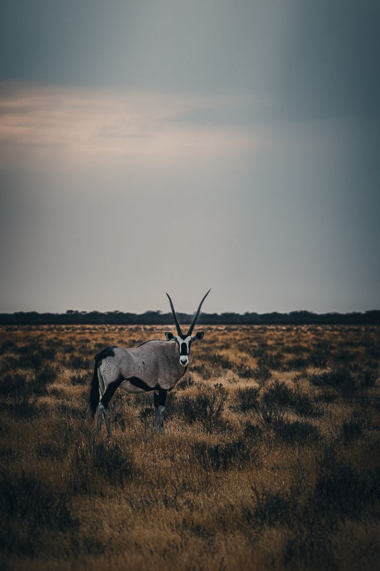 Oryx Antilope, Etosha, Namibia