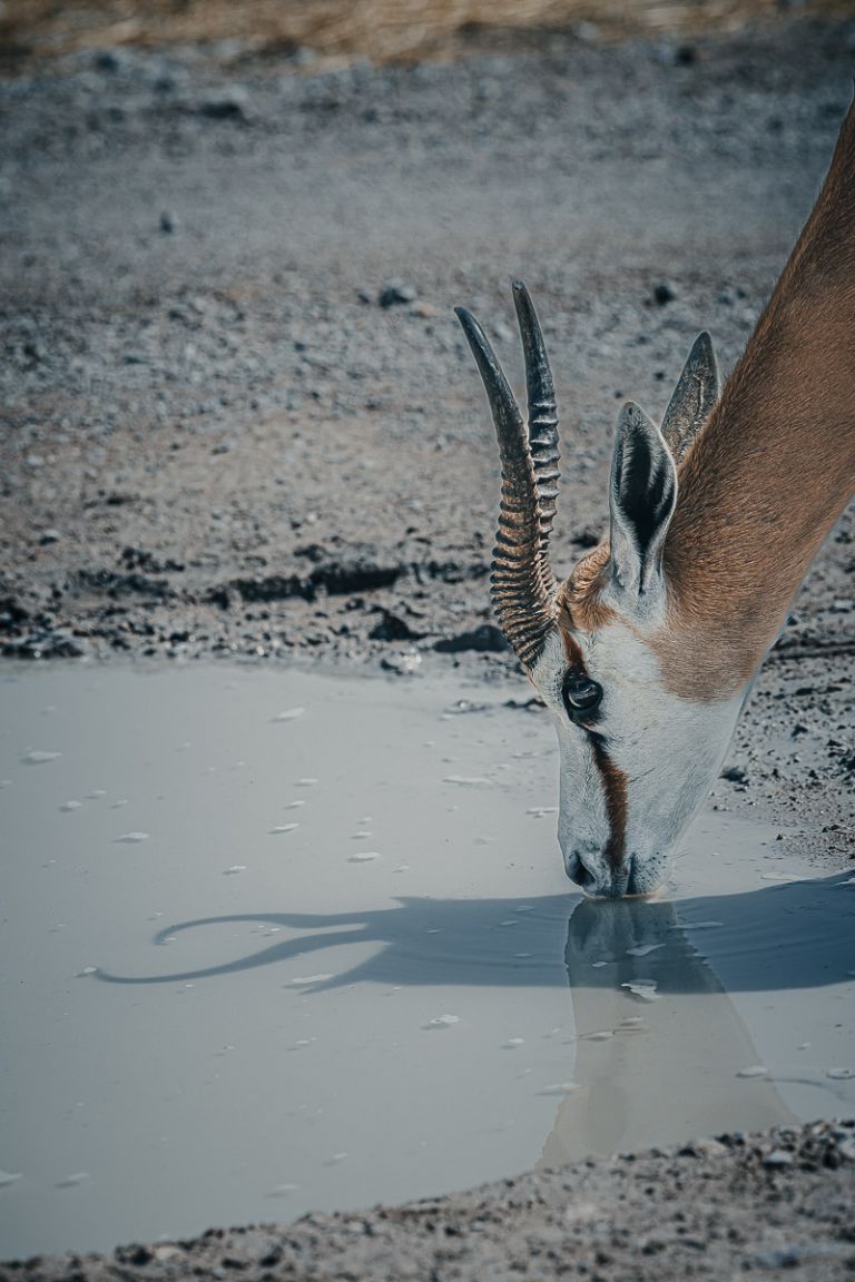 Thomson Gazelle am trinken, Etosha, Namibia