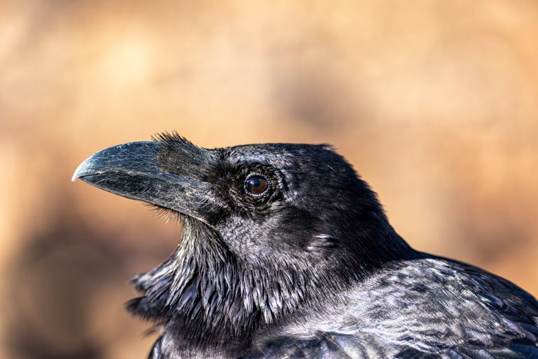 Der Schnabel des Kolkraben auf Fuerteventura kann Geschichten erzählen