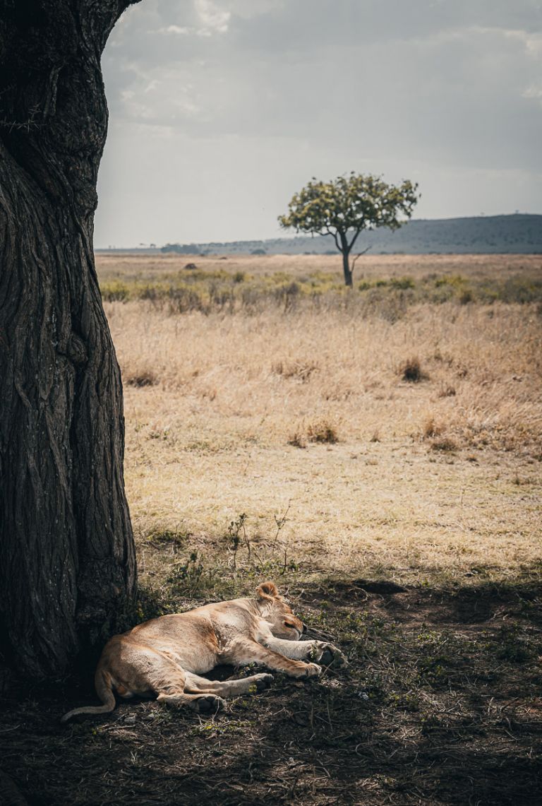 Junger Löwe unterm Baum, Tansania