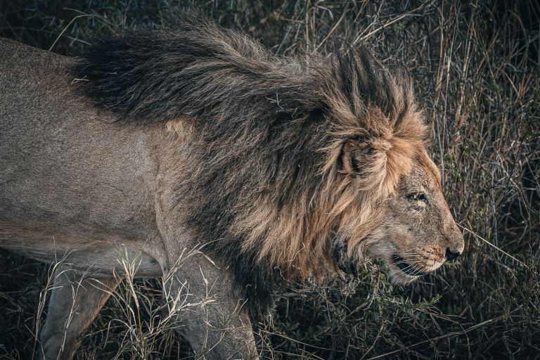 Alter Löwe, Tansania
