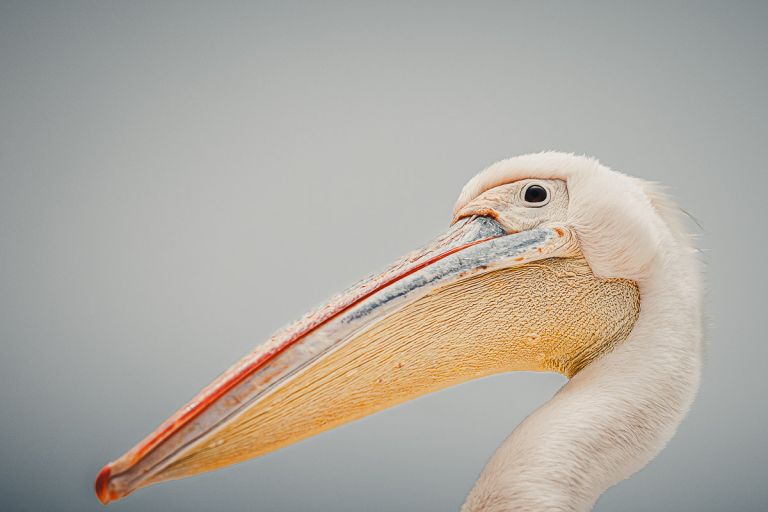 Pelikan, Swakopmund, Namibia