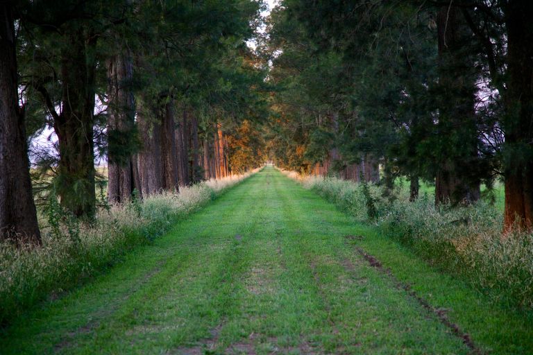 Allee, Salvador Maria, Argentinien.jpg