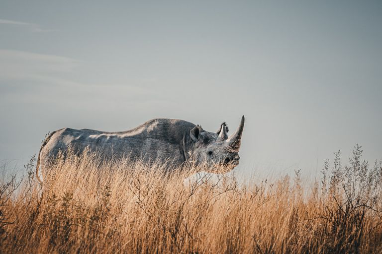 Breitmaulnashorn, Etosha, Namibia