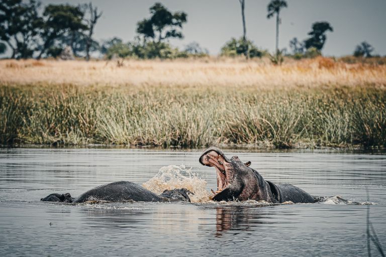 Flusspfern im Okavangodelta