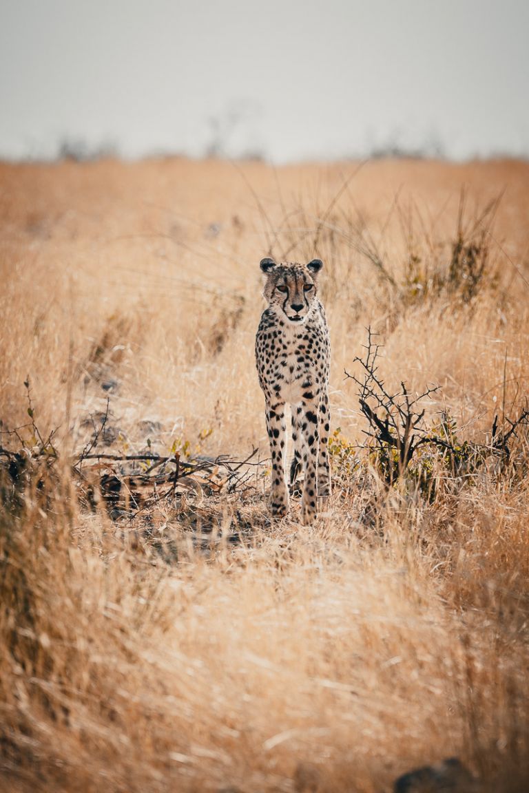 Geparden Weibchen, Etosha, Namibia