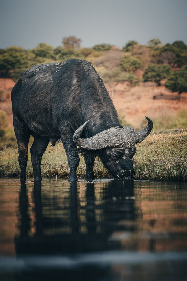 Wasserbüffel, Chobe, Botsuana