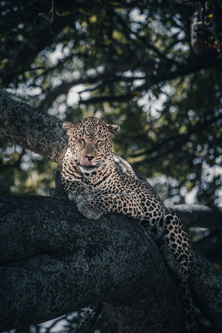 Leopard im Leberwurstbaum, Tansania.jpg