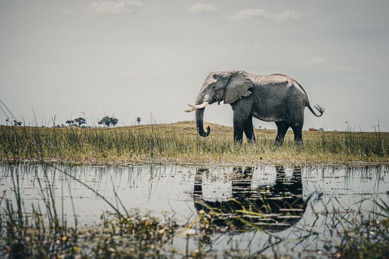 Elefant im Okavangodelta
