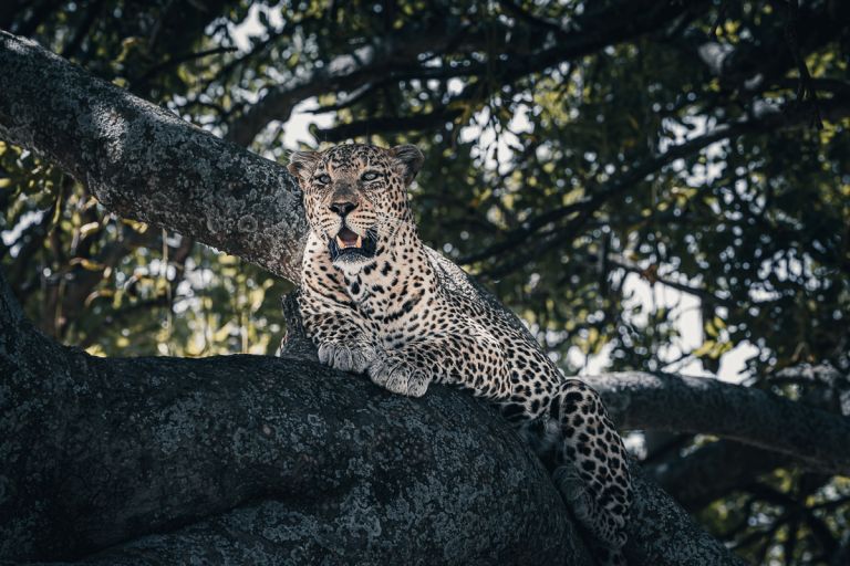 Leo im Leberwurstbaum, Tansania.jpg