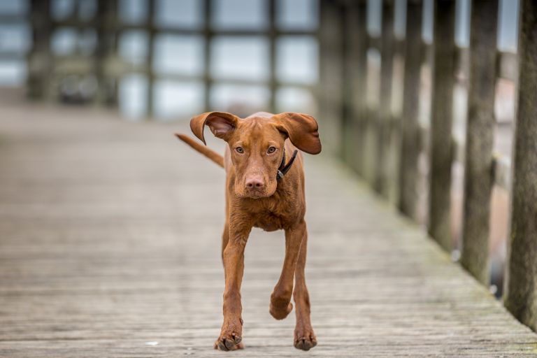 Neo, Magyar Vizsla, Niendorf